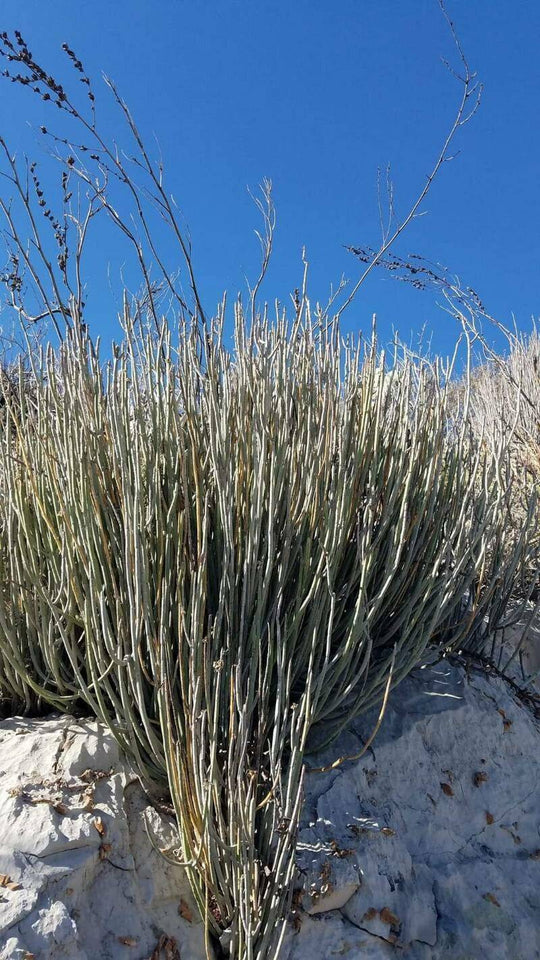 Candelilla - Native Gardeners