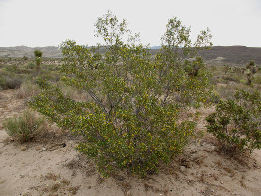 Creosote Bush - Native Gardeners