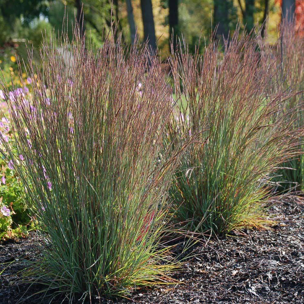 Little Bluestem 'Jazz' - Native Gardeners