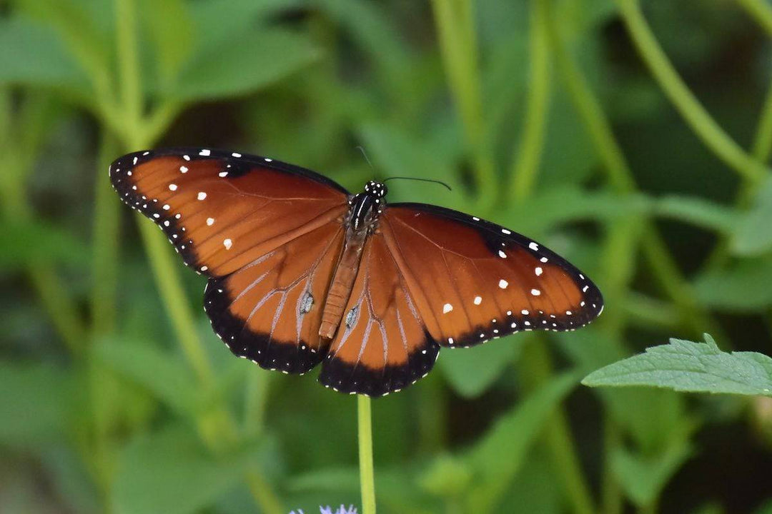 Queen (Danaus gilippus)