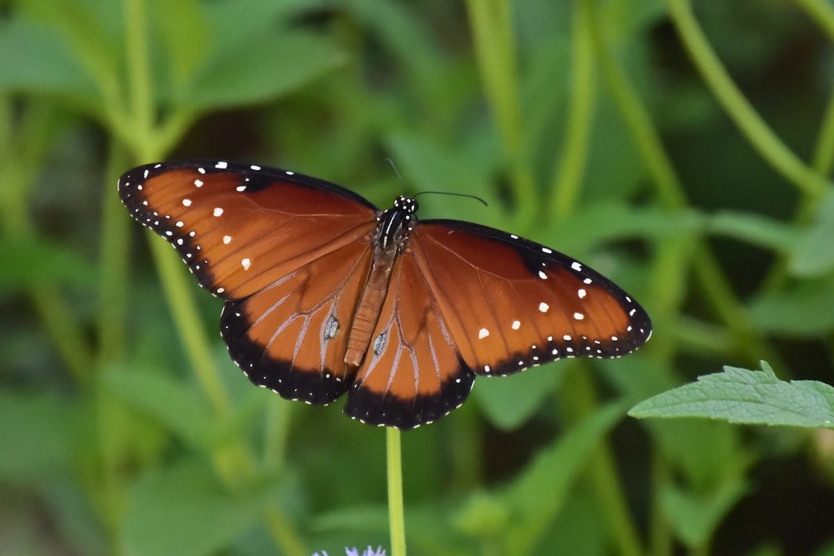 Queen (Danaus gilippus)