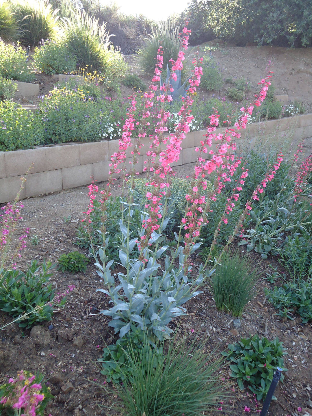 Penstemon 'Coral' - Native Gardeners