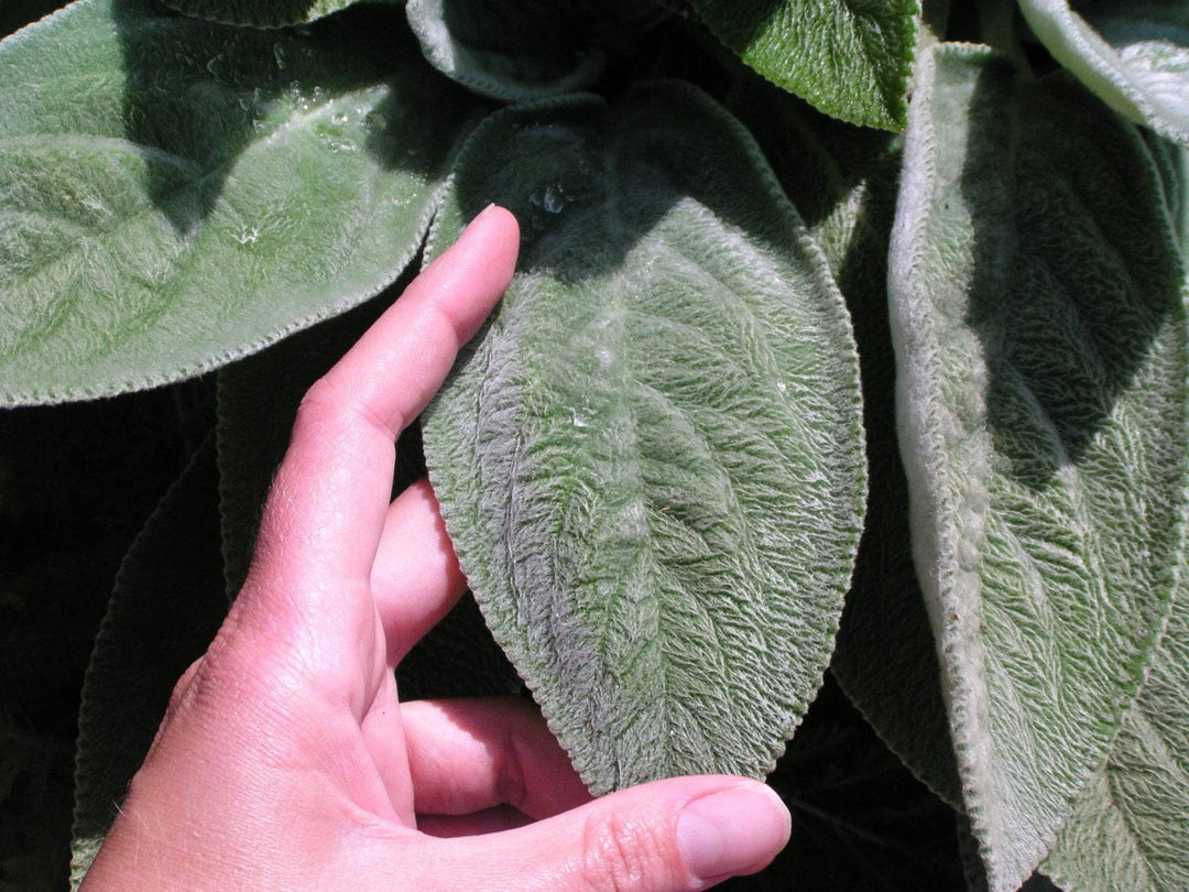 is lamb's ear a succulent Lamb's Ears – Native Gardeners