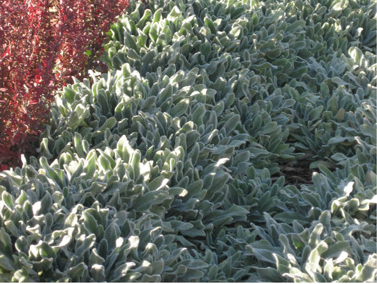 Lamb's Ears - Native Gardeners