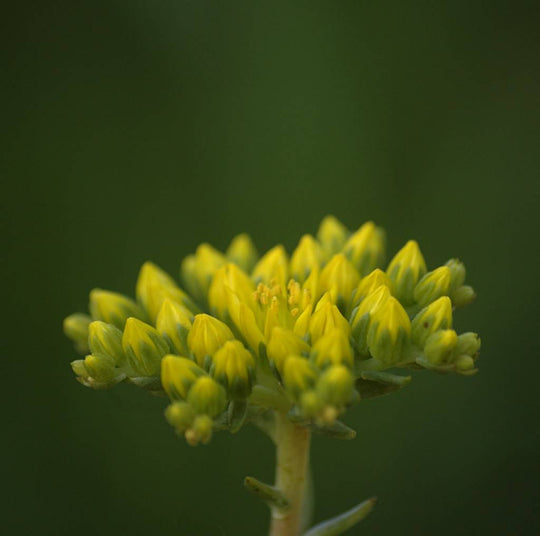 Sedum 'Blue Spruce' - Native Gardeners