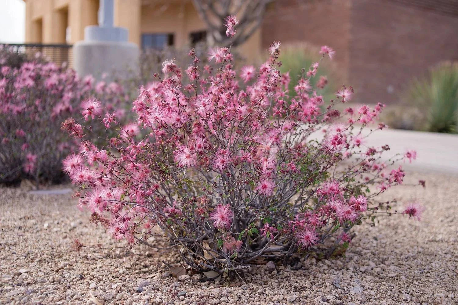 Pink Fairy Duster – Native Gardeners