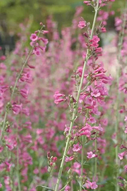 Penstemon 'Parry's' - Native Gardeners