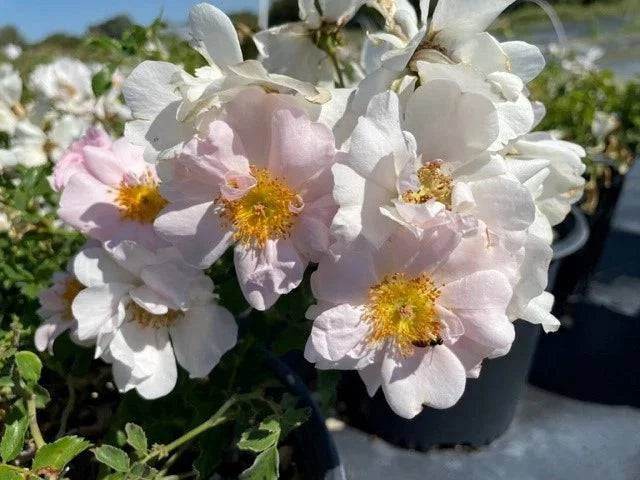 Rose 'Butterfly Bliss' - Native Gardeners