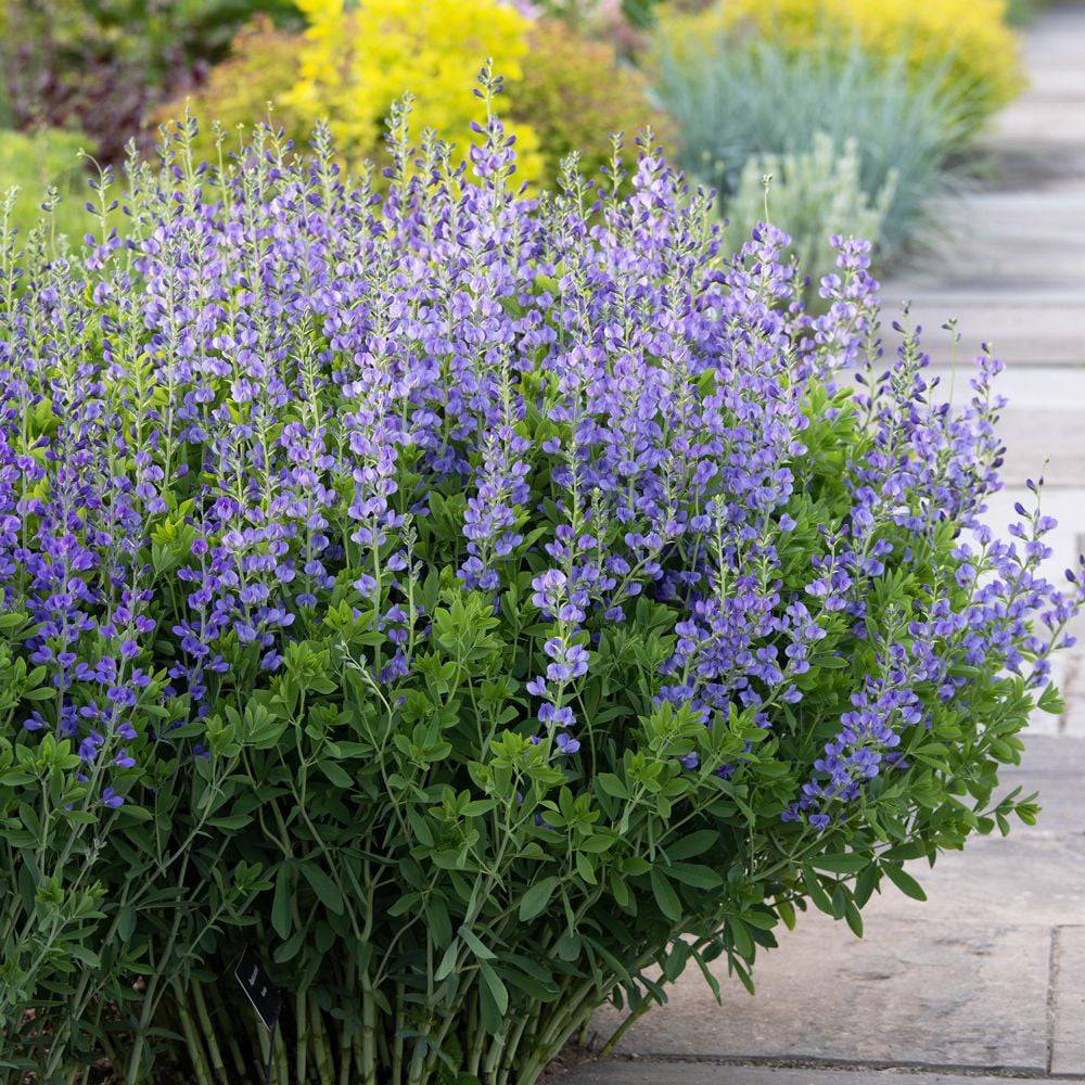 False Indigo - Native Gardeners