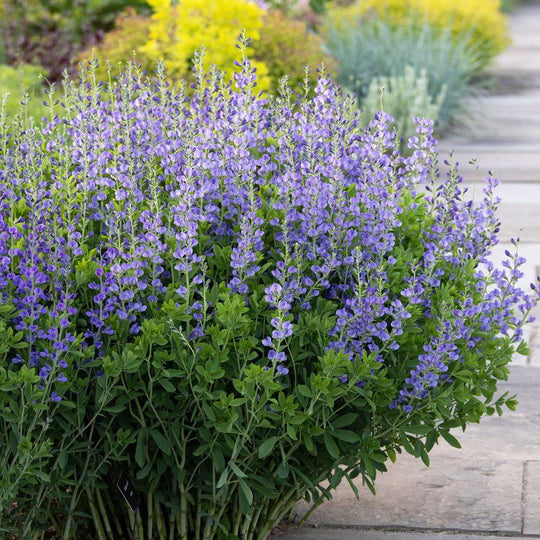 False Indigo - Native Gardeners