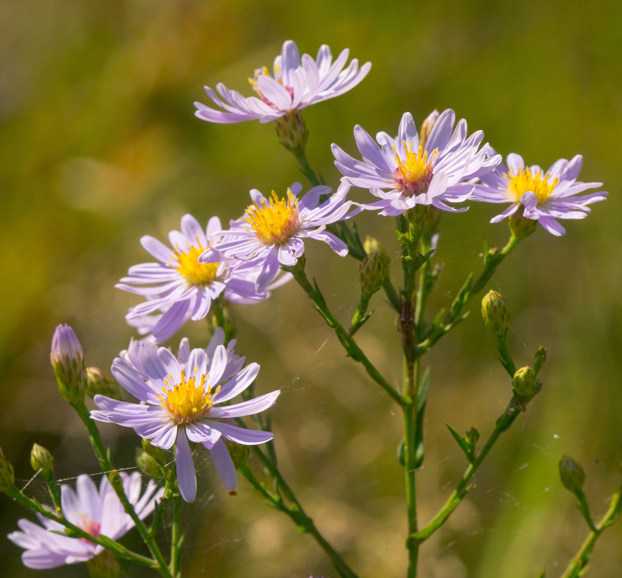 Smooth Blue Aster