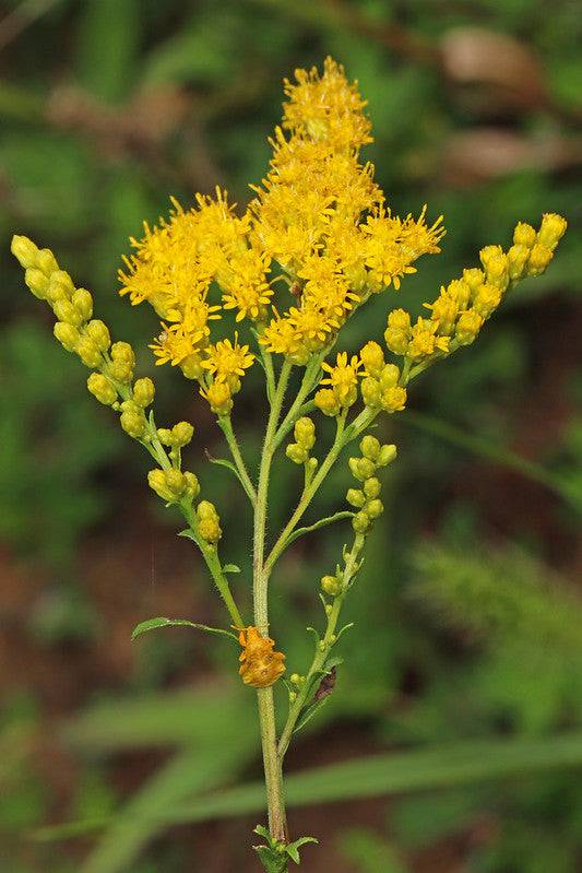 Gray Goldenrod - Native Gardeners