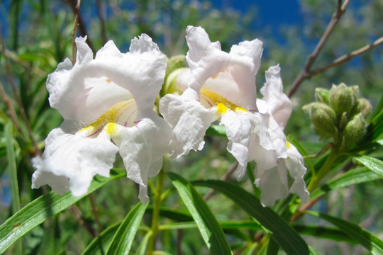 Bubba Desert Willow 'White' - Native Gardeners