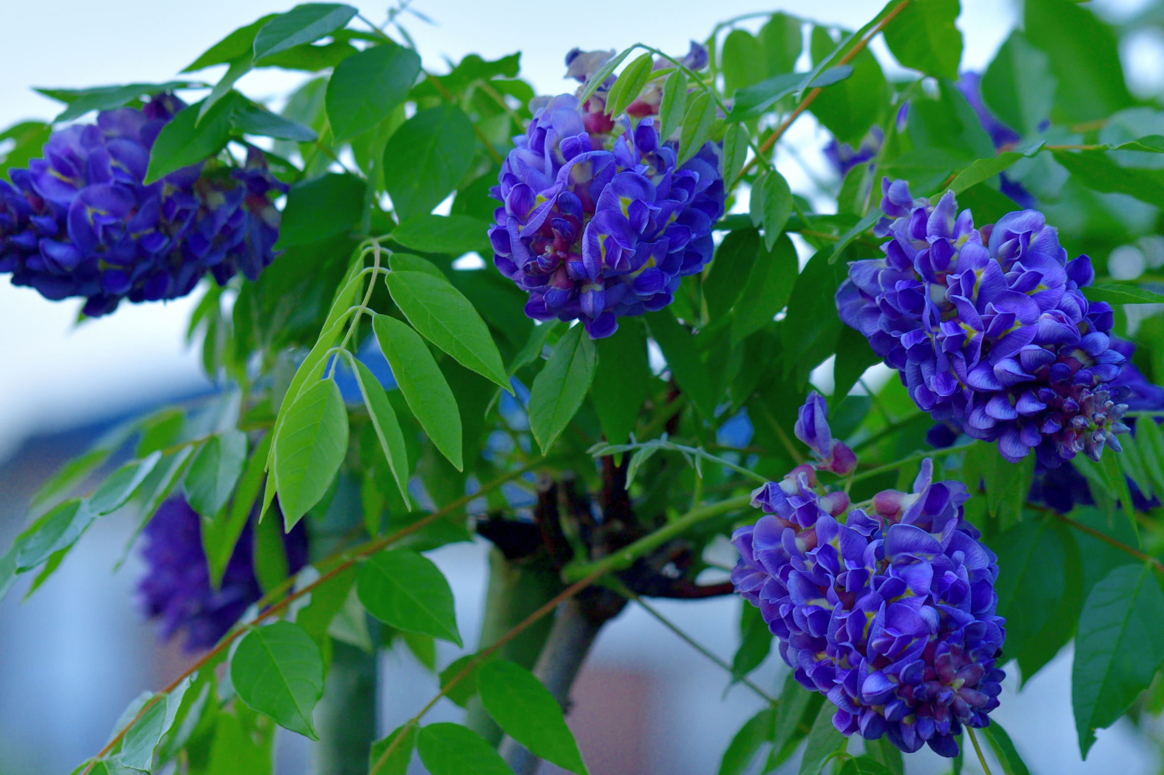 Texas Wisteria