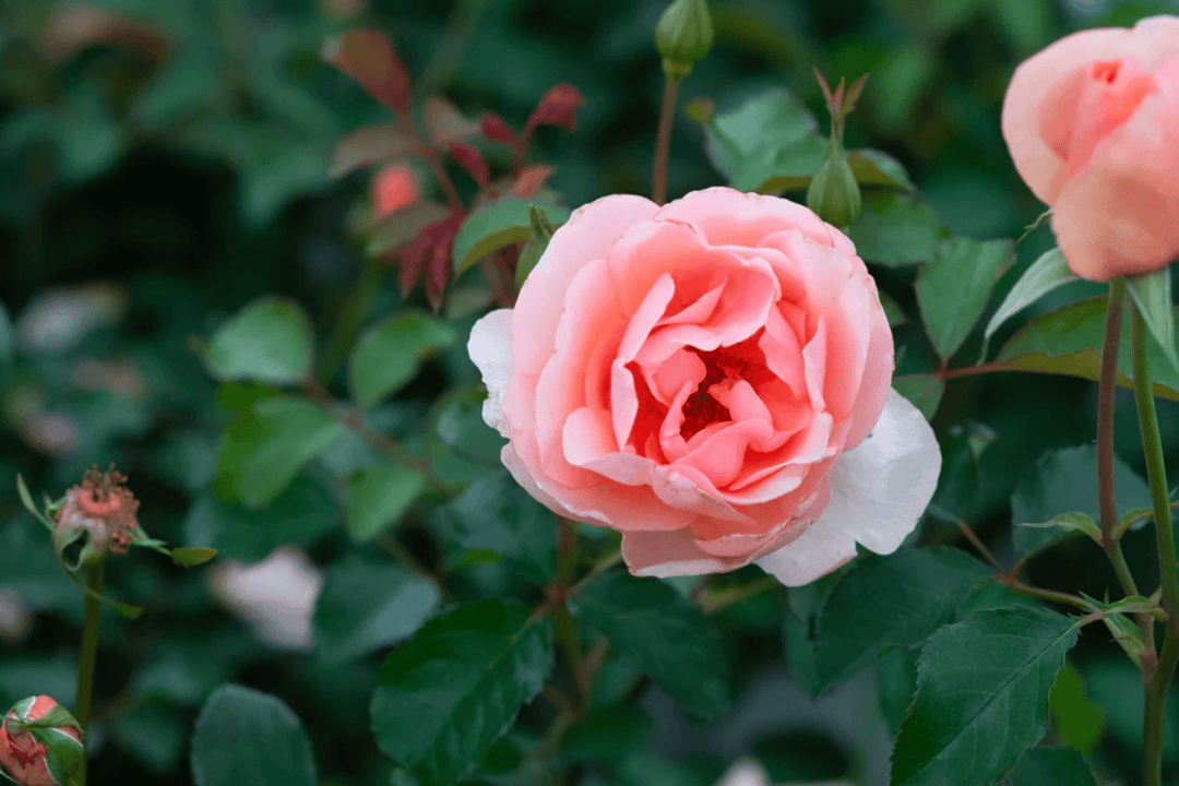 Rose 'Tuesday McMains' - Native Gardeners