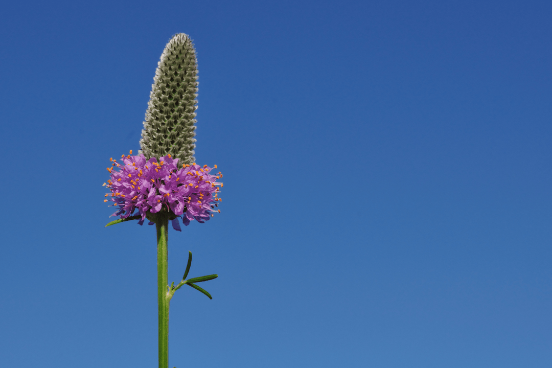 Purple Prairie Clover - Native Gardeners