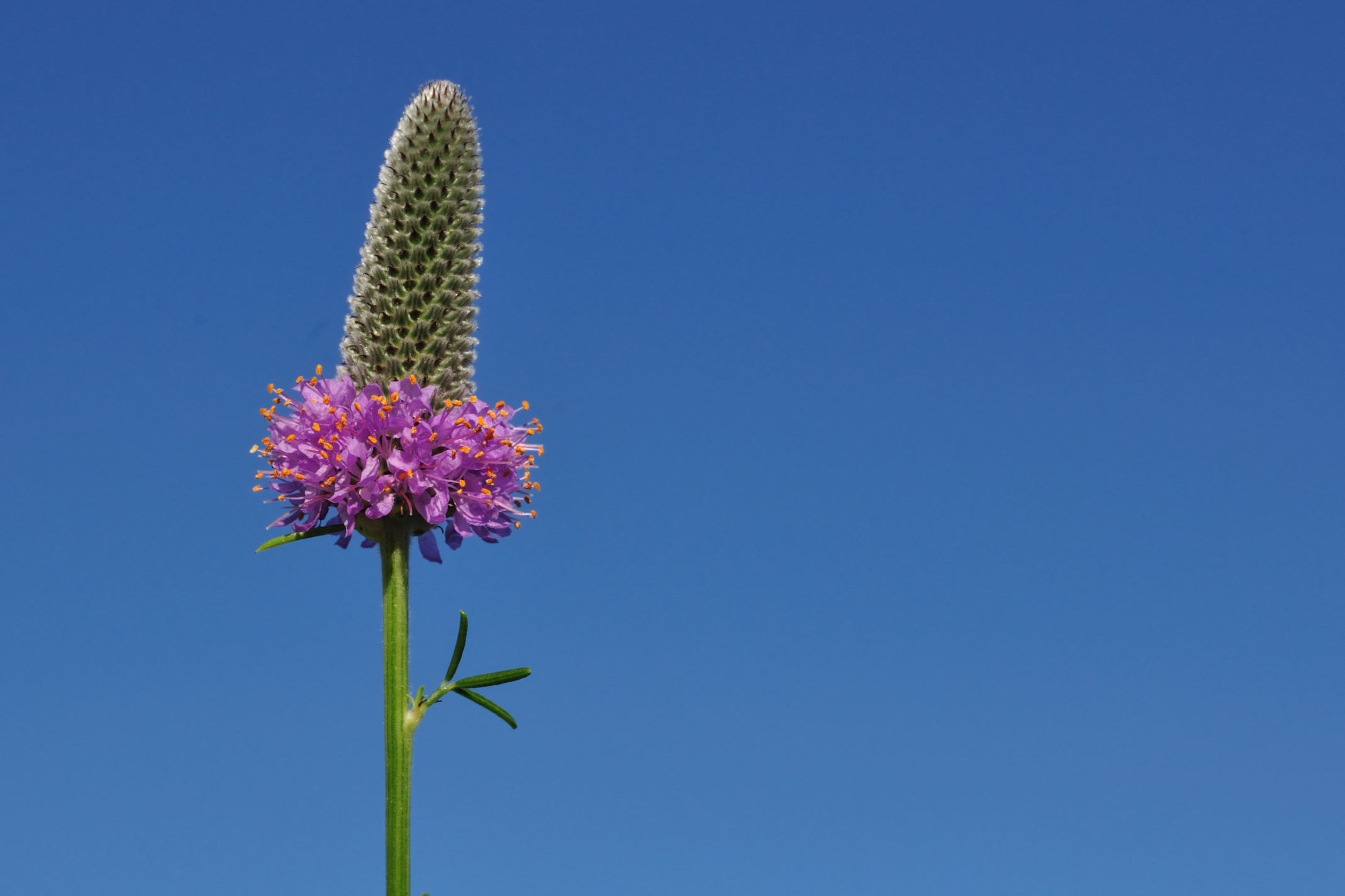 Purple Prairie Clover