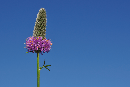 Purple Prairie Clover - Native Gardeners