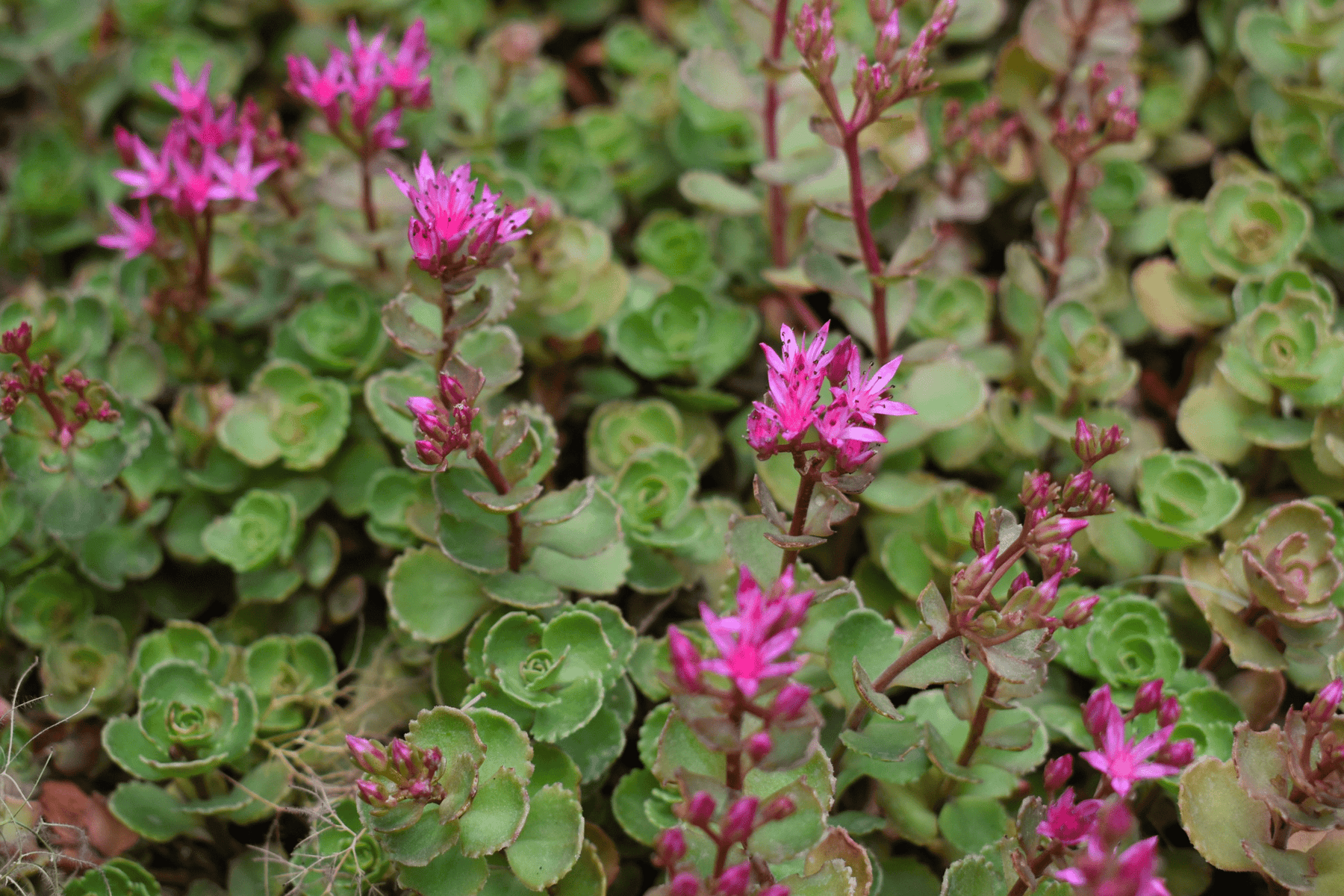 carpet succulents Red Carpet Sedum – Native Gardeners