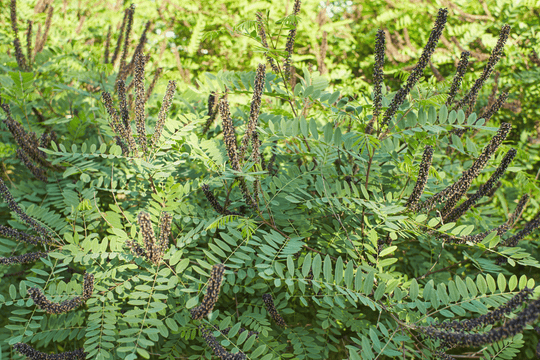 False Indigo Bush - Native Gardeners