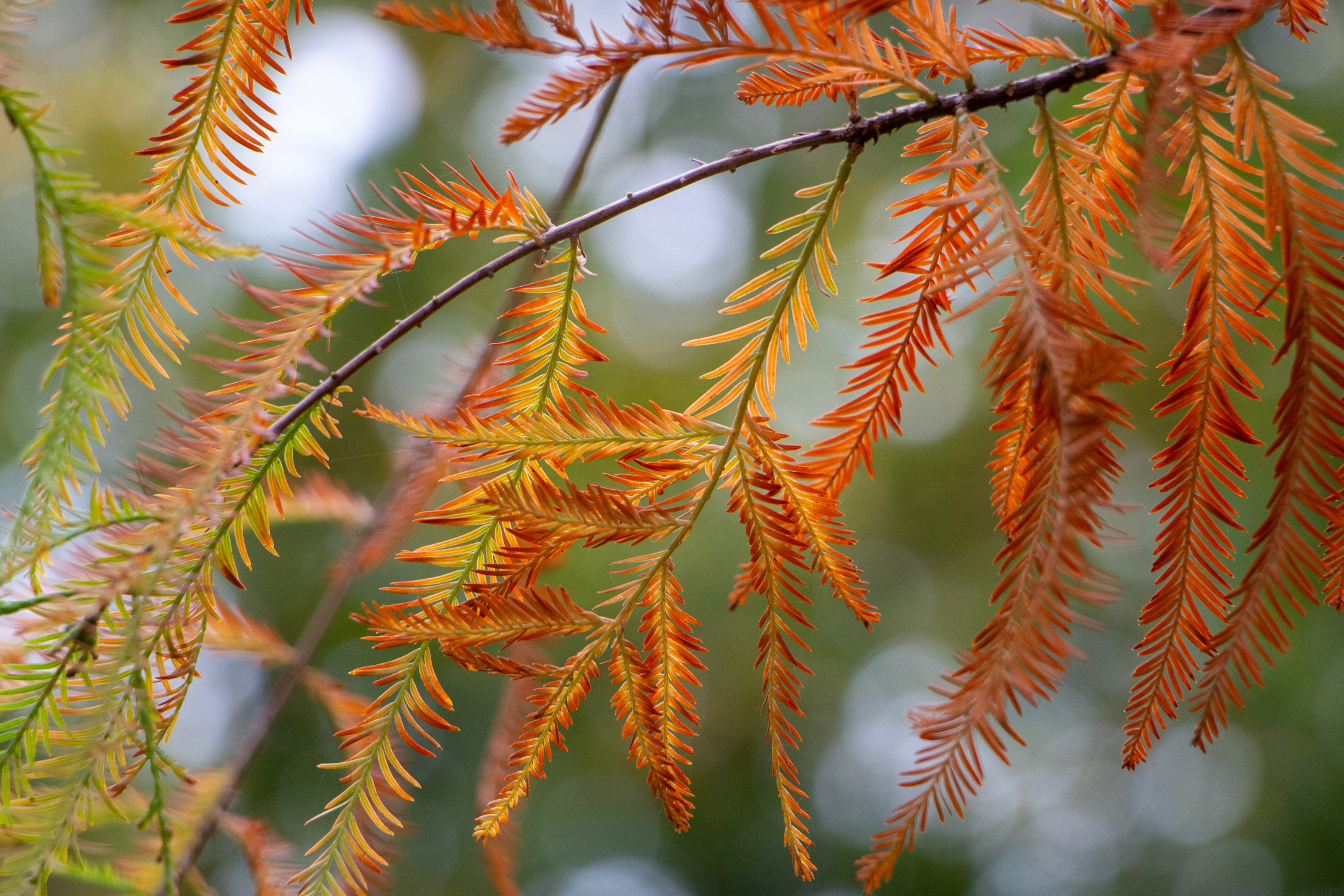 Bald Cypress