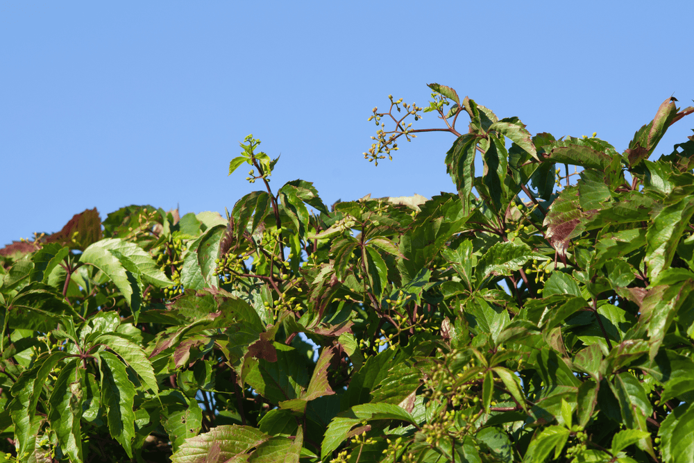 Virginia Creeper - Native Gardeners