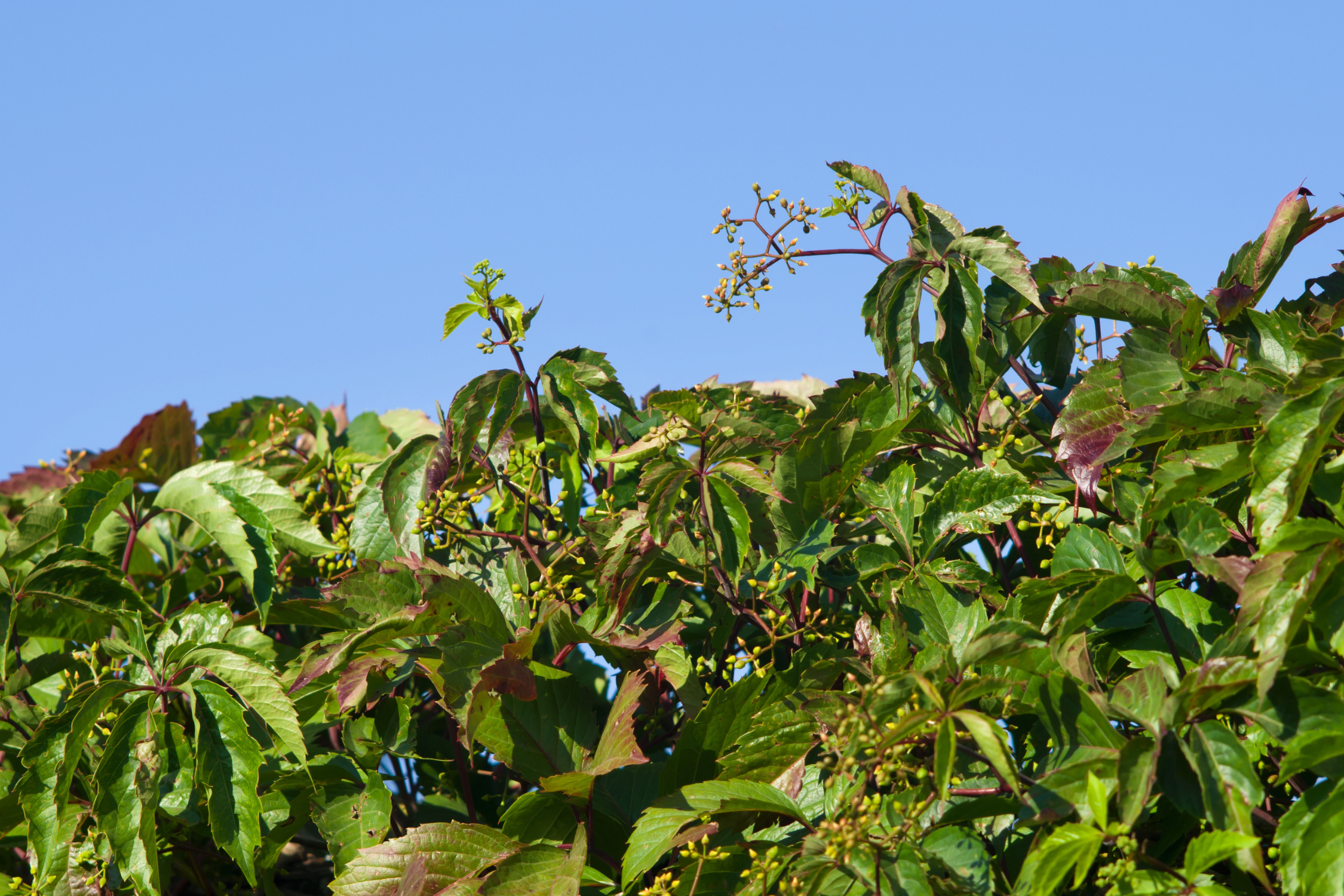 Virginia Creeper