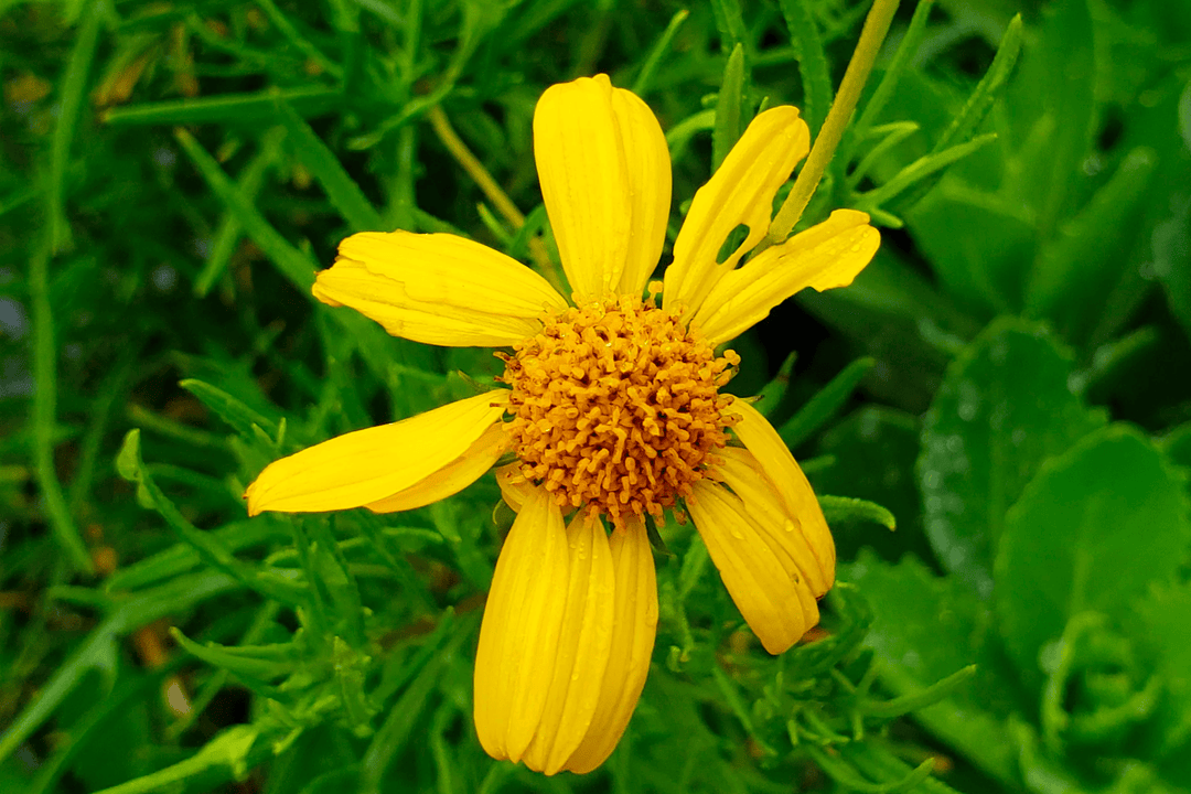 Skeleton Leaf Goldeneye - Native Gardeners