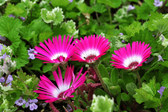 Pink Hardy Ice Plant - Native Gardeners