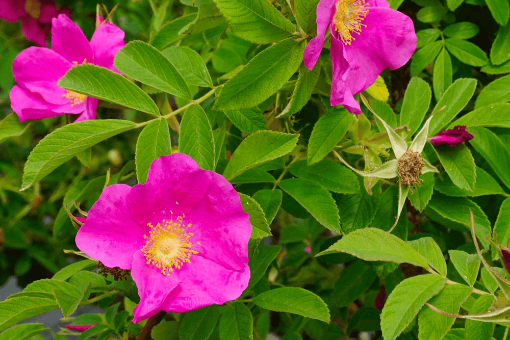 Rose 'Calocarpa' - Native Gardeners