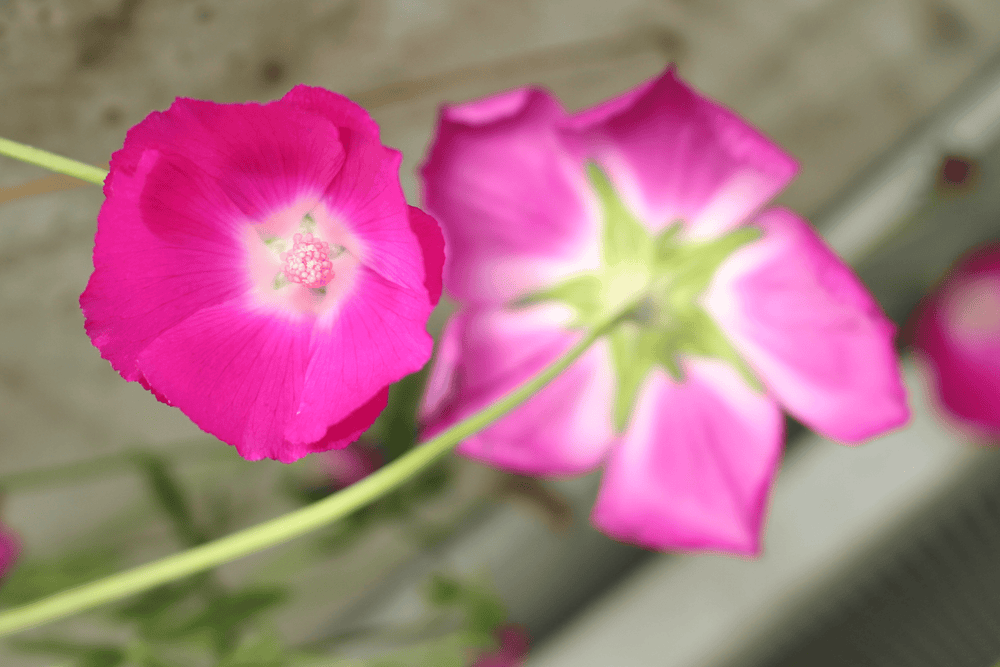 Winecup - Native Gardeners