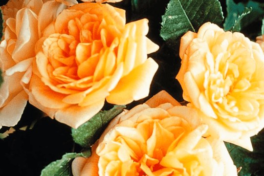 Rose 'Garden Sun™' - Native Gardeners