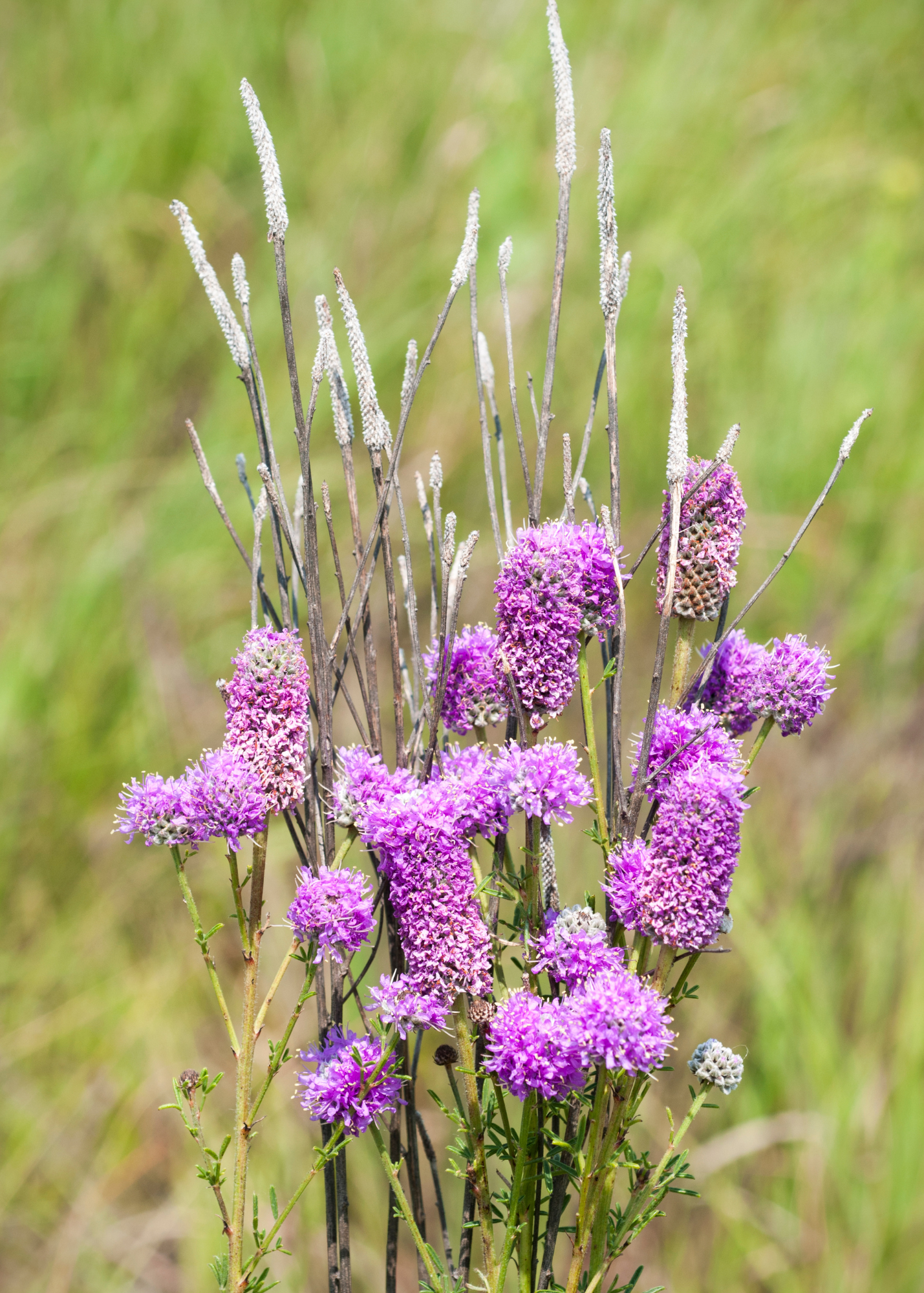 Purple Prairie Clover