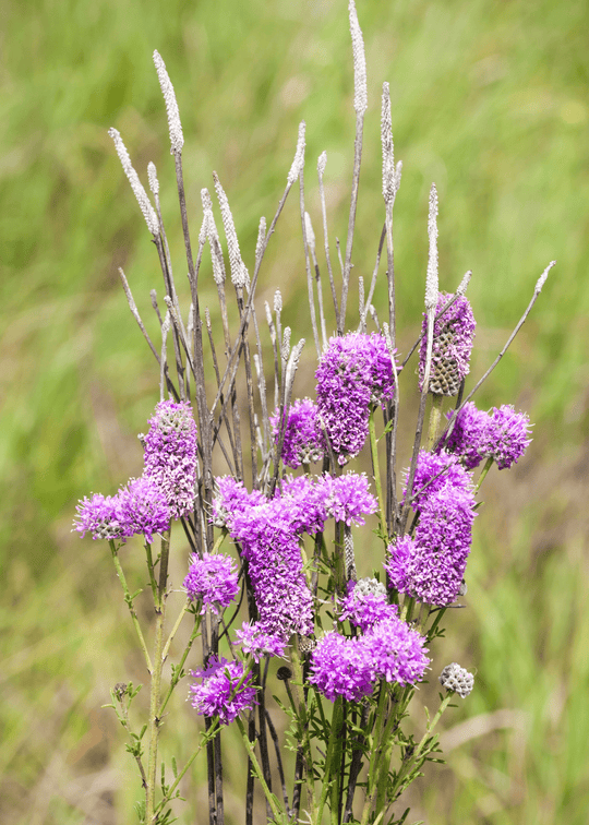 Purple Prairie Clover - Native Gardeners