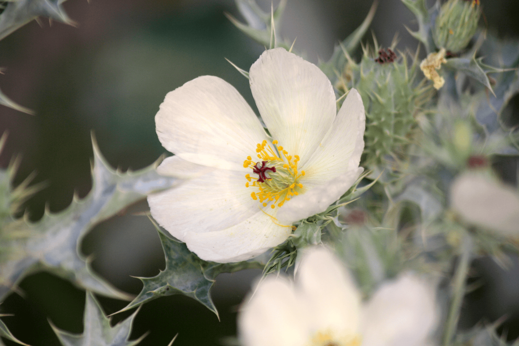 white flower with prickly seed pod White Prickly Poppy