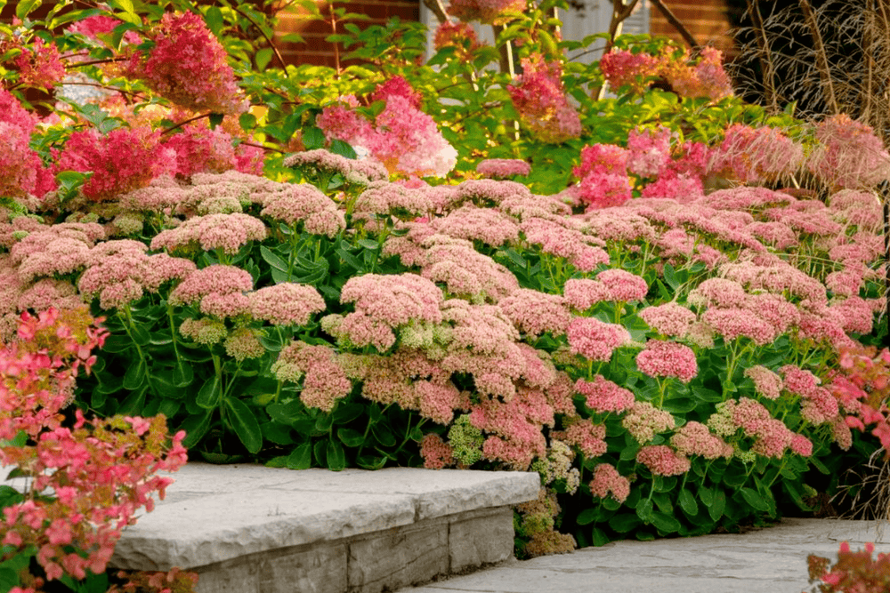 Sedum 'Autumn Fire' - Native Gardeners