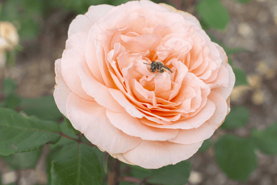 Rose 'Bliss - Parfuma®' - Native Gardeners