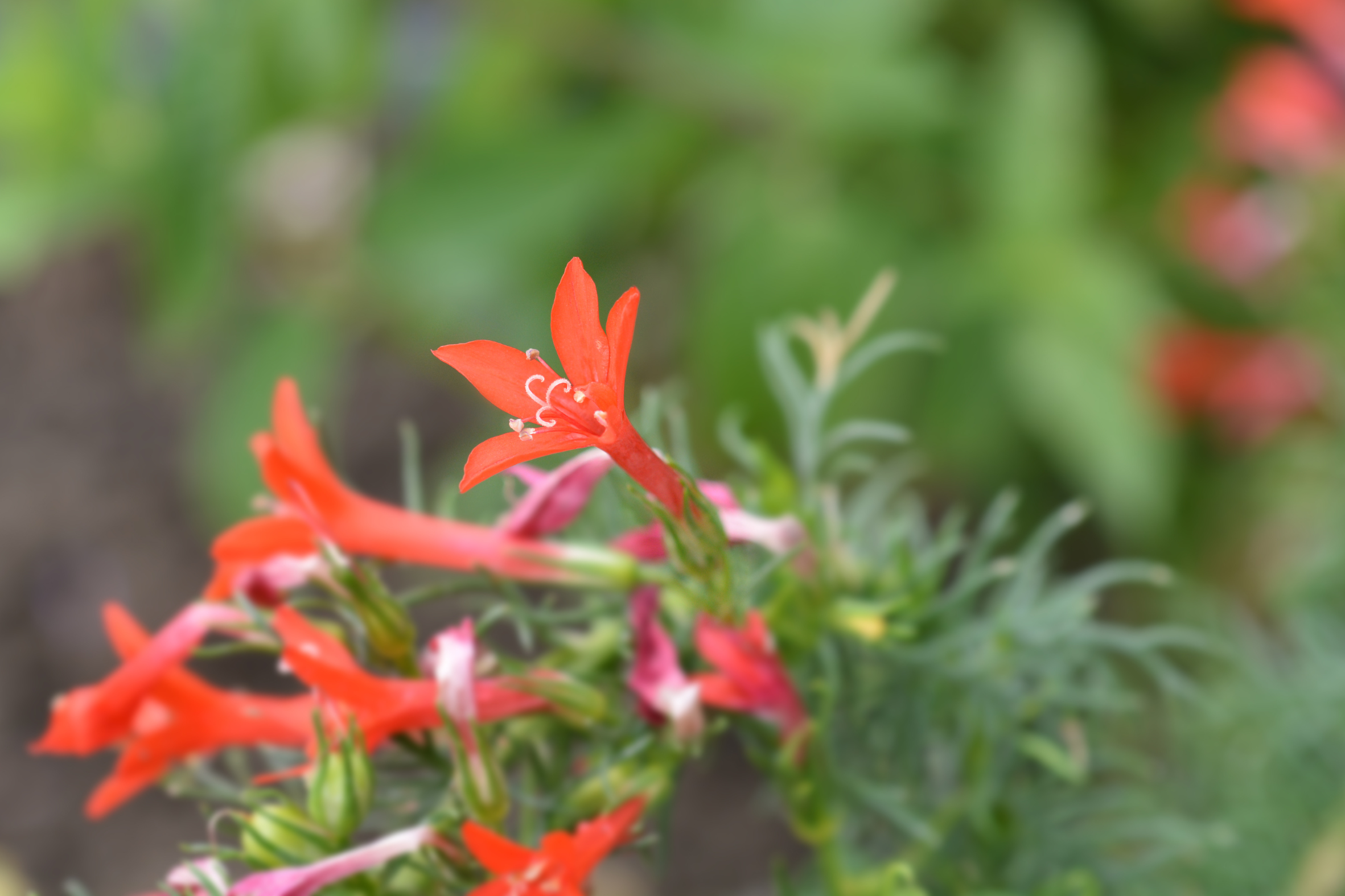 Standing Cypress - Seed Packet