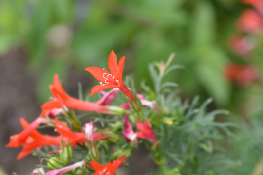 Standing Cypress - Seed Packet - Native Gardeners