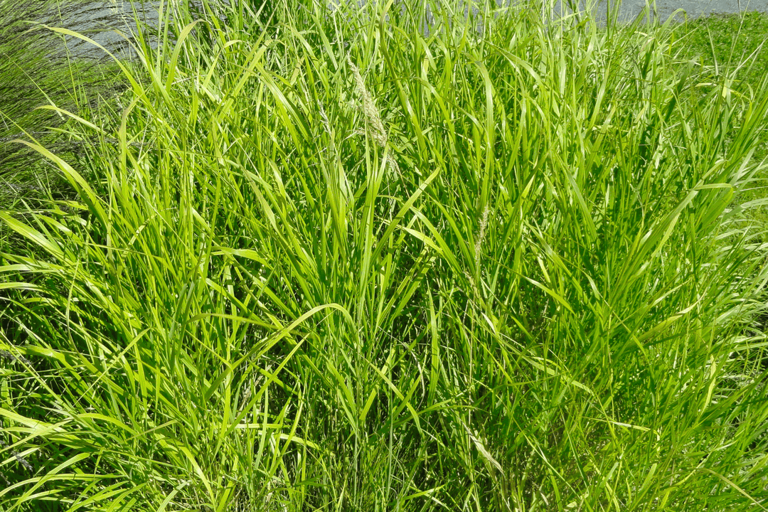 Sideoats Grama - Native Gardeners