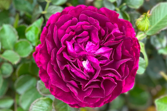 Rose 'Twilight Princess' - Native Gardeners