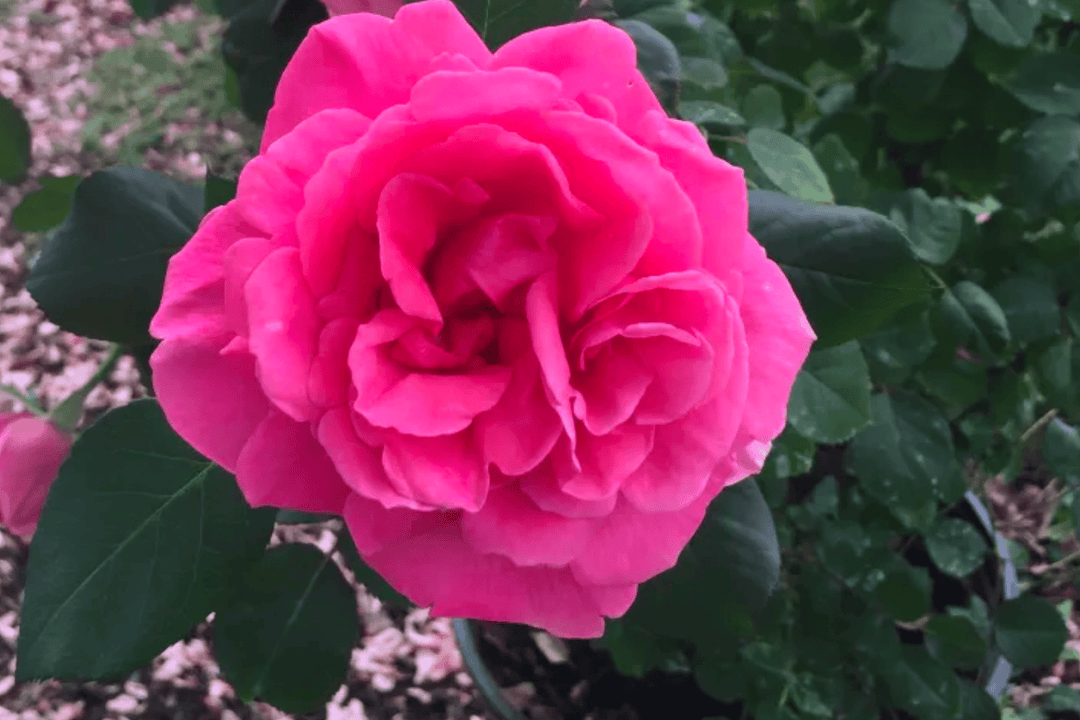 Rose 'Dee-Lish®' - Native Gardeners