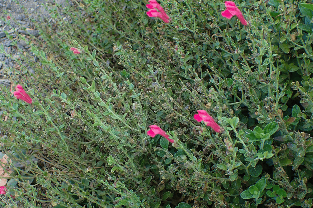 Skullcap 'Pink' - Native Gardeners