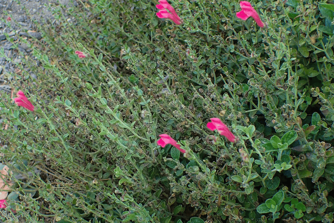 Skullcap 'Pink' - Native Gardeners