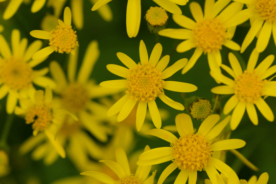 Golden Groundsel - Native Gardeners