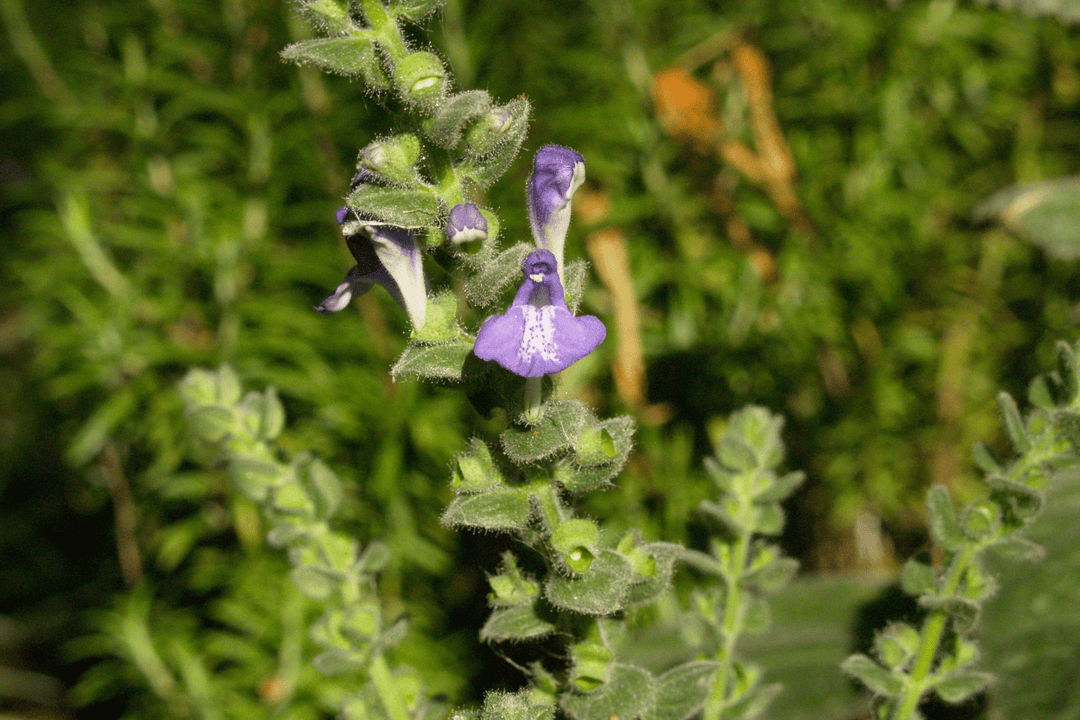 Skullcap 'Heartleaf' - Native Gardeners