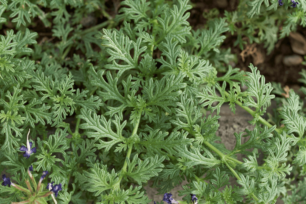 Verbena 'Prairie' - Native Gardeners