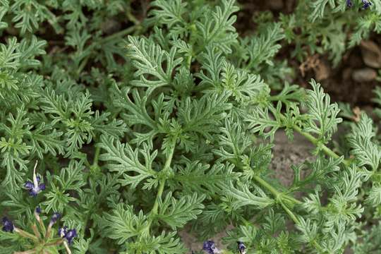 Verbena 'Prairie' - Native Gardeners