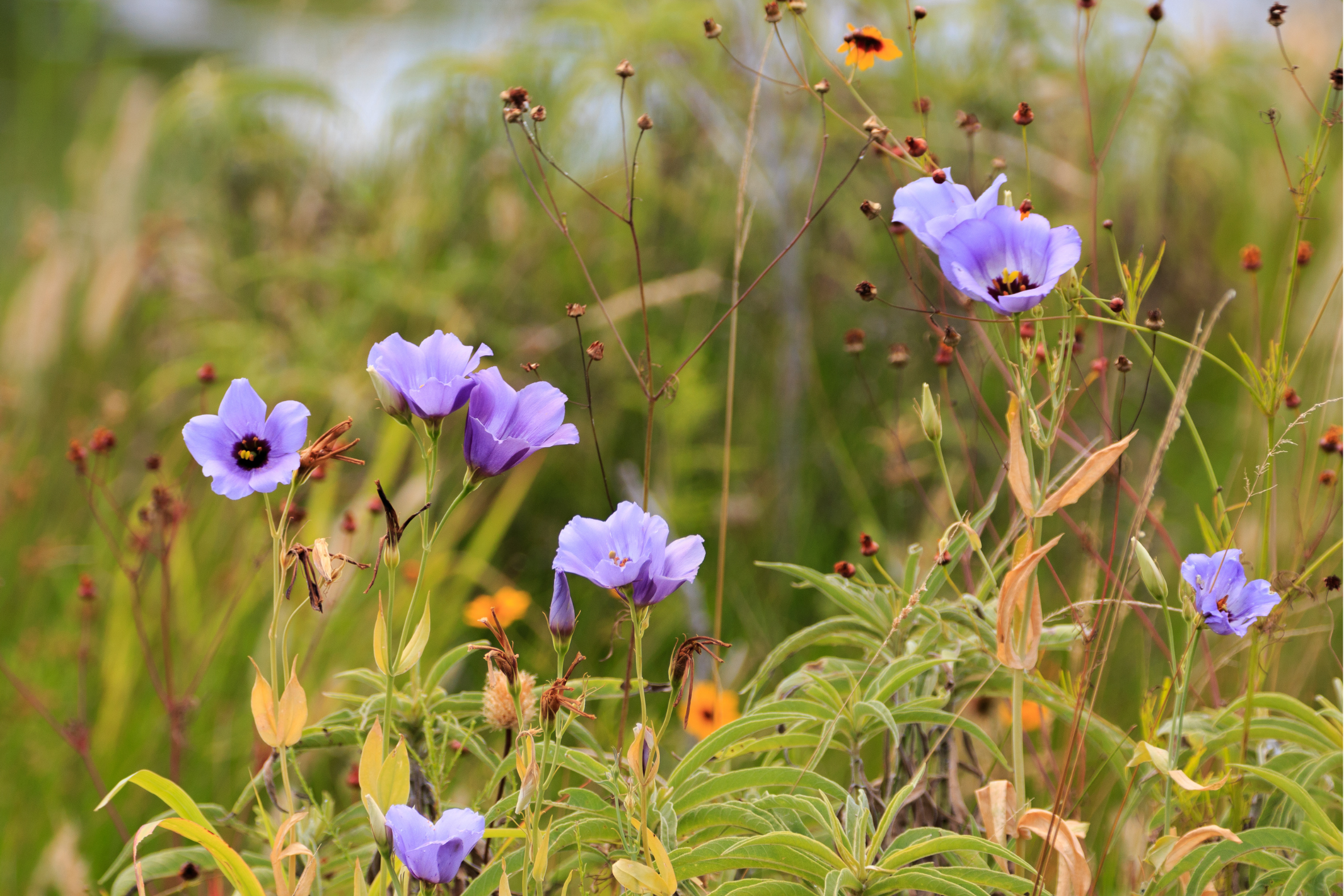 Texas Bluebells - Seed Packet