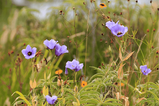 Texas Bluebells - Seed Packet - Native Gardeners